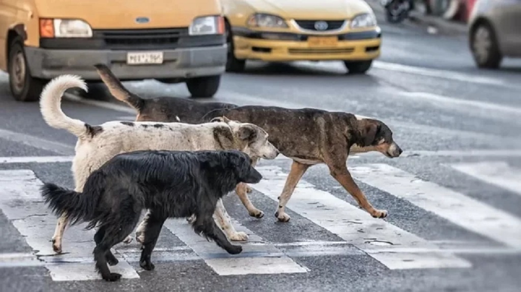 basibos-kopek-sorunu-icin-yasa-teklifi-hazir-iste-detaylar