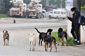 basibos-kopek-sorunu-icin-yasa-teklifi-hazir-iste-detaylar