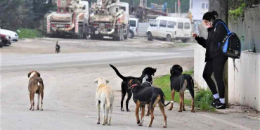 basibos-kopek-sorunu-icin-yasa-teklifi-hazir-iste-detaylar