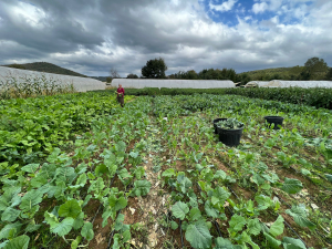 beykoz_galeri805 (5)