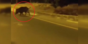 beykozda-ac-kalan-domuz-ve-yavrulari-sehre-indi