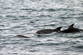 beykozda-yunus-baliklarindan-gorsel-solen