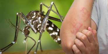 beykoz-dikkat-kaplan-sivrisinegi-geri-dondu