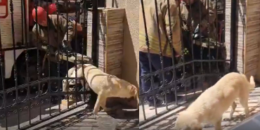 beykozda-demir-kapiya-sikisan-kopek-kurtarildi