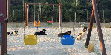 beykozda-kopek-sorunu-guc-gectikce-buyuyor