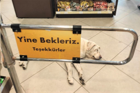 beykozda-market-kopegi-sosyal-medyada-tartisma-yaratti