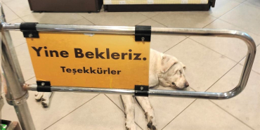 beykozda-market-kopegi-sosyal-medyada-tartisma-yaratti