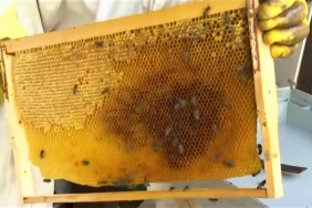 istanbulda-en-cok-bal-uretilen-ilce-beykoz