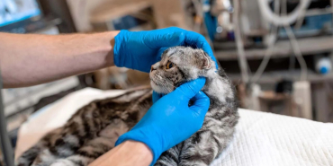 beykoz-belediyesinden-kisirlastirma-seferberligi