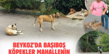 beykozda-basibos-kopekler-mahallenin-kabusu-oldu