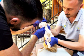 beykozda-sokak-hayvanlarina-sokakta-tedavi