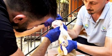 beykozda-sokak-hayvanlarina-sokakta-tedavi