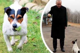 beykozun-maskotu-maylo-surgun-edildi (1)