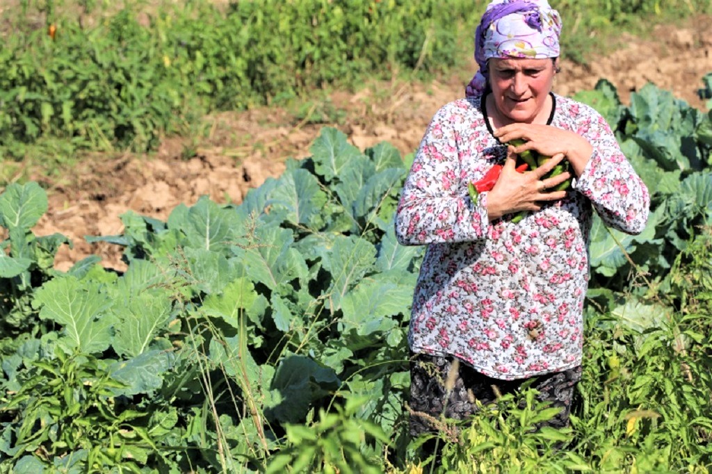 Beykoz’da tarladan markete tedarik zinciri kurulacak!