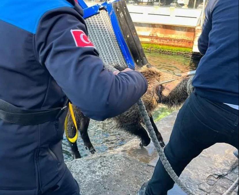 Beykoz’da yaban domuzu yüzerken görüntülendi!