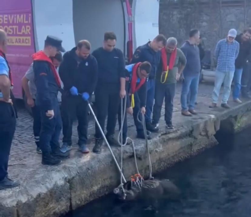 Beykoz’da yaban domuzu yüzerken görüntülendi!