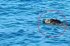 beykozda-yaban-domuzu-yuzerken-goruntulendi