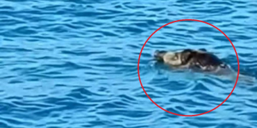 beykozda-yaban-domuzu-yuzerken-goruntulendi