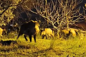 Beykoz’da domuz sürüsü yine mahalleye indi