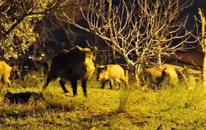 Beykoz’da domuz sürüsü yine mahalleye indi