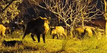 Beykoz’da domuz sürüsü yine mahalleye indi
