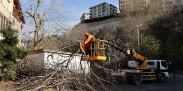Beykoz Belediyesinden ağaç budama mesaisi