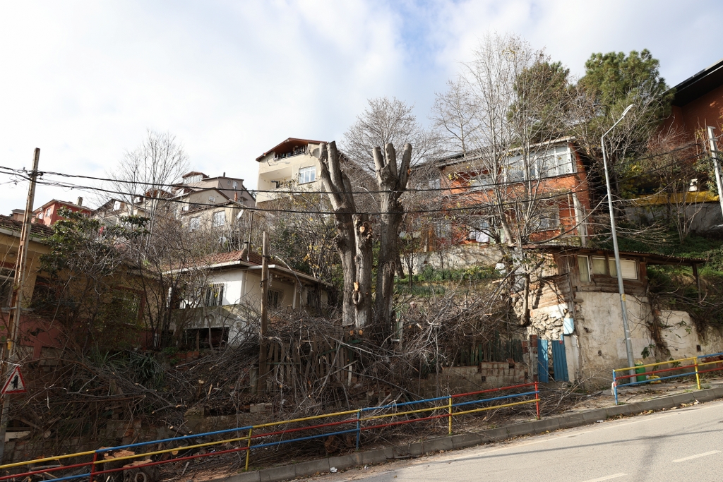 Beykoz Belediyesinden ağaç budama mesaisi