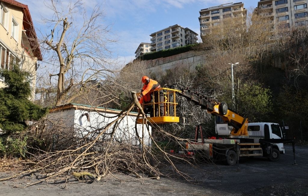 Beykoz Belediyesinden ağaç budama mesaisi