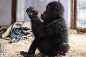 yavru-goril-zeytin-beykozda-misafir-ediliyor (1)