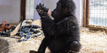 yavru-goril-zeytin-beykozda-misafir-ediliyor (1)