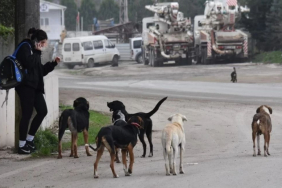 Bakanlıktan sahipsiz köpekler için net uyarı!