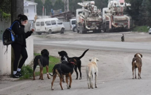 Bakanlıktan sahipsiz köpekler için net uyarı!