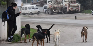 Bakanlıktan sahipsiz köpekler için net uyarı!