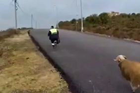 Beykoz’da temizlik işçilerini kovalayan koç gülümsetti