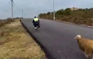 Beykoz’da temizlik işçilerini kovalayan koç gülümsetti