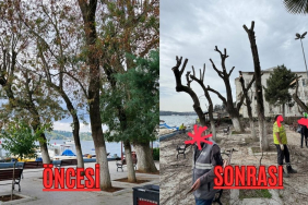 Beykoz'da tartışmalı ağaç budama! Yorum Beykoz halkının