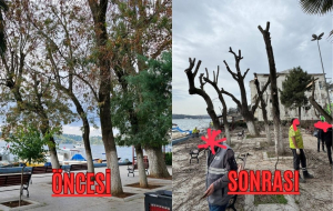 Beykoz'da tartışmalı ağaç budama! Yorum Beykoz halkının