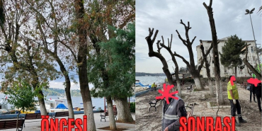 Beykoz'da tartışmalı ağaç budama! Yorum Beykoz halkının