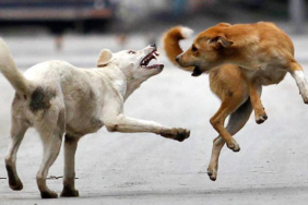 sokak-kopekleri-sorunu-icin-mufettis-gorevlendirildi