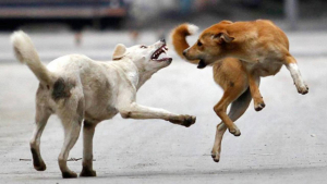 sokak-kopekleri-sorunu-icin-mufettis-gorevlendirildi