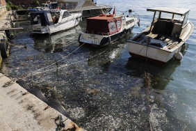 Beykoz’da müsilaj alarmı! Kabus geri döndü