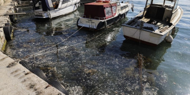 Beykoz’da müsilaj alarmı! Kabus geri döndü
