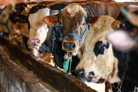 Vekalet yoluyla kurban kesim bedeli açıklandı