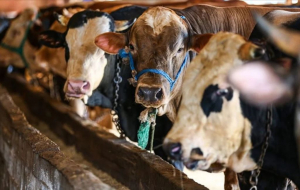 Vekalet yoluyla kurban kesim bedeli açıklandı