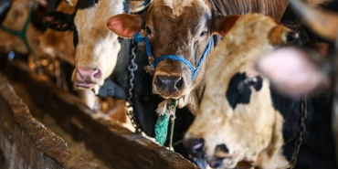 Vekalet yoluyla kurban kesim bedeli açıklandı