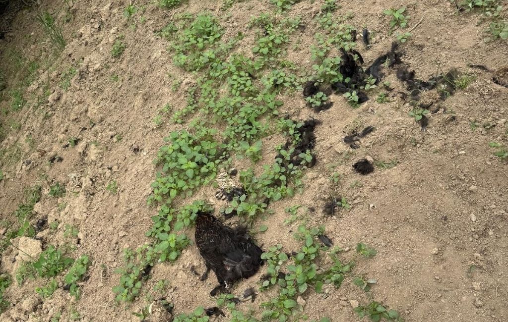 Beykoz Çengeldere’de sokak köpekleri tavukları telef etti!