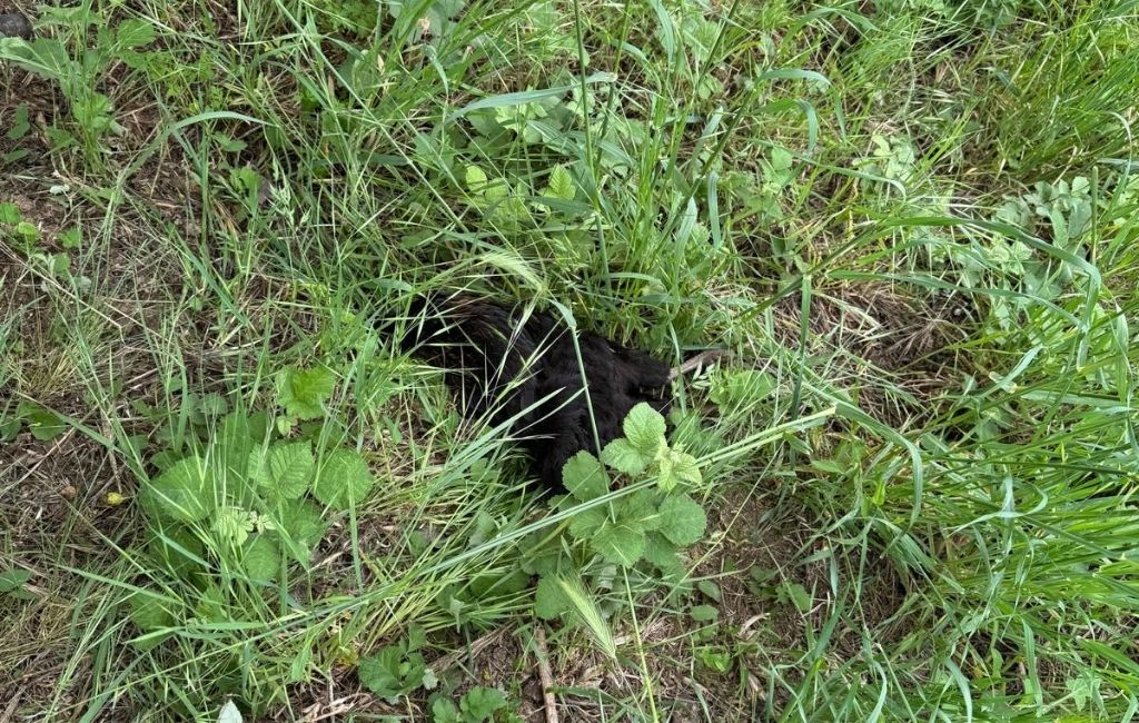 Beykoz Çengeldere’de sokak köpekleri tavukları telef etti!