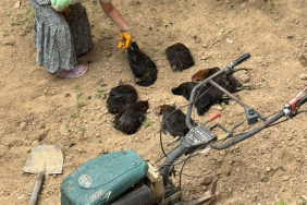 Beykoz Çengeldere’de sokak köpekleri tavukları telef etti!