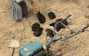 Beykoz Çengeldere’de sokak köpekleri tavukları telef etti!