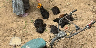 Beykoz Çengeldere’de sokak köpekleri tavukları telef etti!